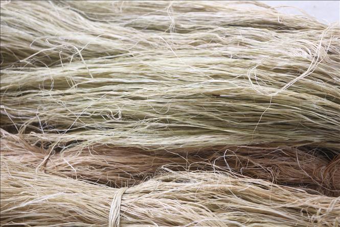 Sau khi tước, sợi cây gai được phơi đủ nắng và bảo quản cẩn thận. Ảnh: Bích Huệ - TTXVN