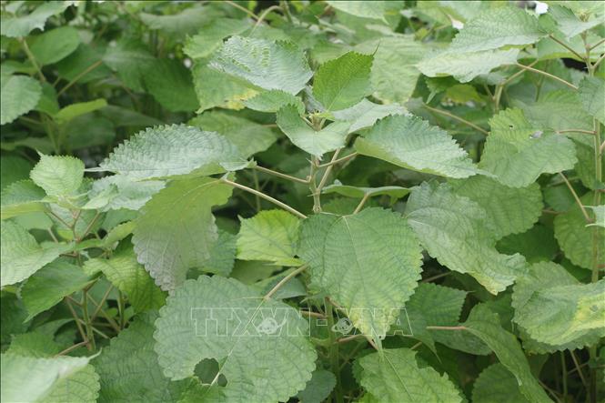 Cây gai là nguyên liệu chính để dệt võng. Ảnh: Bích Huệ - TTXVN
