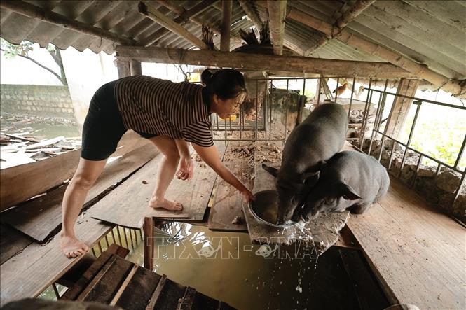 Nước ngập sâu, gia đình chị Viên (thôn Đồng Chiêm, xã An Phú) phải kê đồ đạc và đưa gia súc lên cao. Ảnh: Minh Quyết - TTXVN