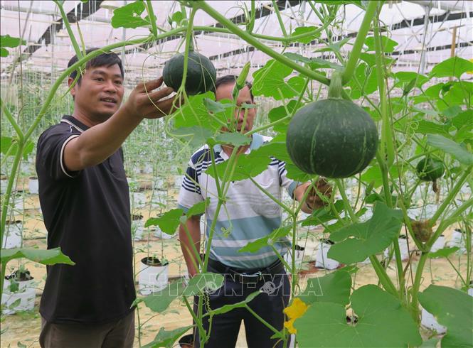Ứng dụng công nghệ cao, vườn rau, hoa xứ lạnh Mê Kông Farm tại Măng Đen (Kon Tum) tăng lợi nhuận khoảng 30%. Ảnh: Dư Toán – TTXVN