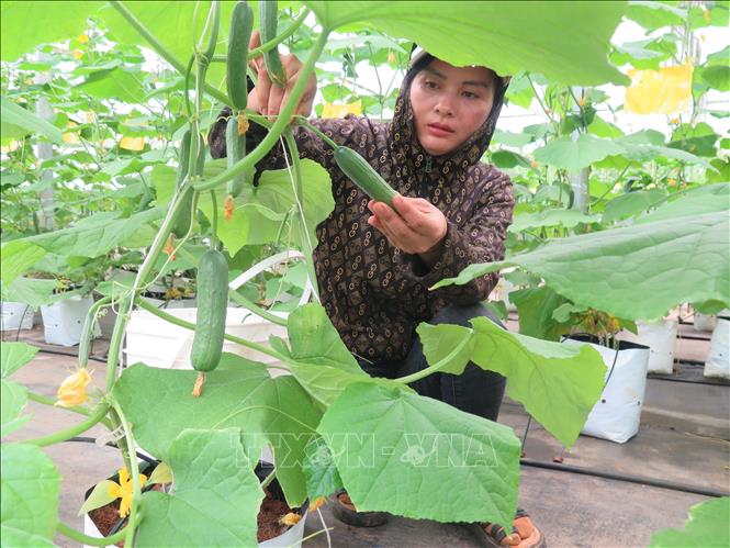Vườn Hương Nguyên Garden (thị trấn Măng Đen, huyện Kon Plông, Kon Tum) ứng dụng công nghệ tưới tiết kiệm và bón phân tự động vào sản xuất, lợi nhuận tăng khoảng 30%. Ảnh: Dư Toán – TTXVN