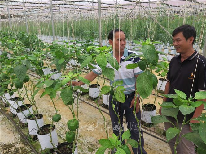 Ứng dụng công nghệ cao, vườn rau, hoa xứ lạnh Mê Kông Farm tại Măng Đen (Kon Tum) giảm được 60% lượng nước tưới, tăng lợi nhuận khoảng 30%. Ảnh: Dư Toán – TTXVN