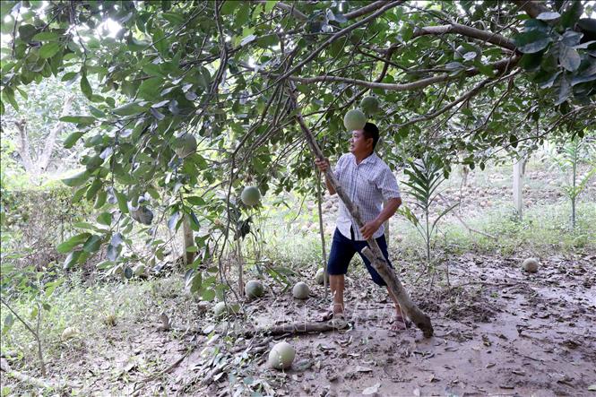 Người dân thôn Soi Đát, xã Xuân Vân, huyện Yên Sơn (Tuyên Quang) khôi phục vườn bưởi sau khi nước rút. Ảnh: Quang Cường – TTXVN 