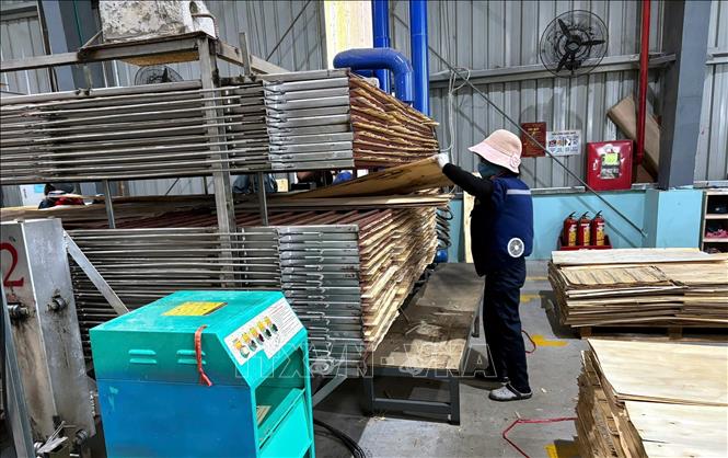 Nhà máy gỗ, ván ép Sao Việt thuộc Công ty TNHH Sao Việt Tuyên Quang nhanh chóng trở lại hoạt động sau khi nước rút. Ảnh: TTXVN phát