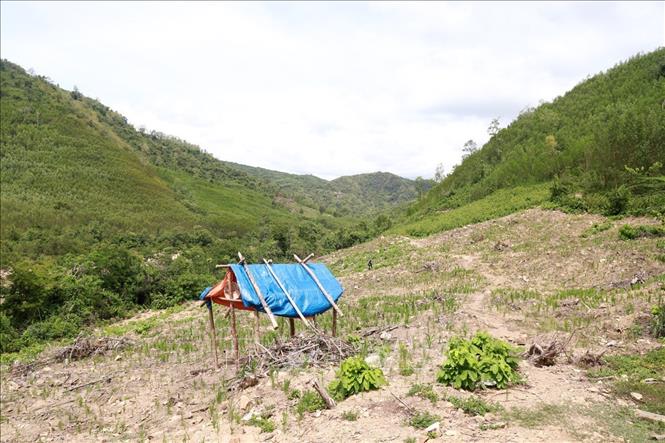 Khi xây dựng 3 nhà máy thủy điện, hàng trăm ha đất rừng, đất trồng lúa rẫy ở xã Phú Mỡ sẽ bị thu hồi. Ảnh: Xuân Triệu – TTXVN