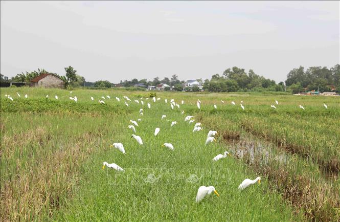 Hàng trăm con cò giả được “thợ bẫy chim” cắm khắp trên các thửa ruộng cạn ở địa bàn huyện Diễn Châu (Nghệ An). Ảnh: Bích Huệ - TTXVN