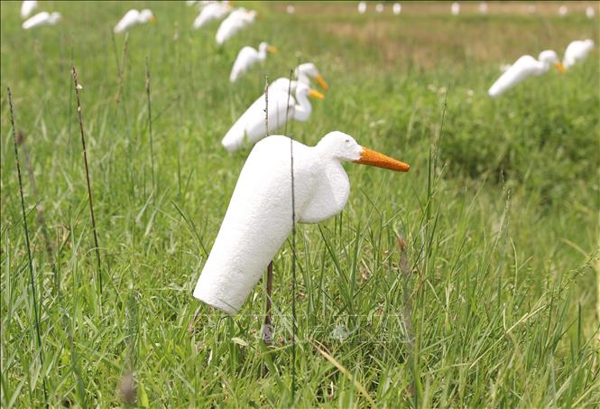 Cò giả được cắm trên chân ruộng để bẫy cò tại khu vực giáp ranh giữa 2 xã Diễn Phú và Diễn Lợi (Diễn Châu, Nghệ An). Ảnh: Bích Huệ - TTXVN  