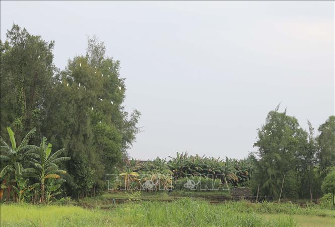 Người dân xã Diễn Trung (Diễn Châu, Nghệ An) cắm vô số cò giả trên rừng phi lao ven biển để bẫy, bắt cò, vạc… Ảnh: Bích Huệ - TTXVN 