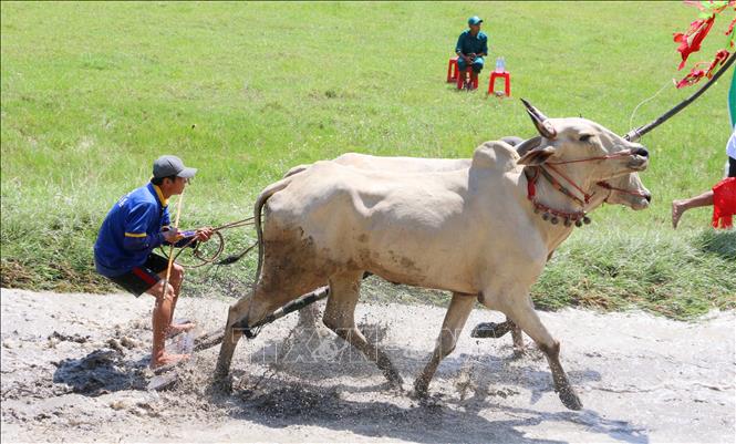 Ở vòng hô - vòng di chậm, các 
