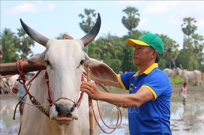 Le Minh Vuong cares for his pair of ox before the race. VNA Photo: Công Mạo