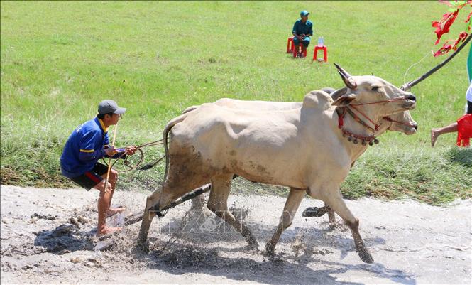 The racer must have good control on his pair of oxen to make them go slow as part of the competition. VNA Photo: Công Mạo