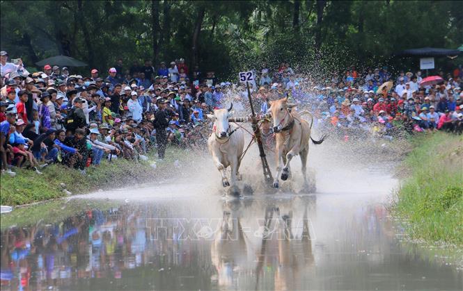 A pair of oxen competes at the festival. VNA Photo: Công Mạo