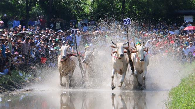 Two pairs of oxen race to the finish line. VNA Photo: Công Mạo