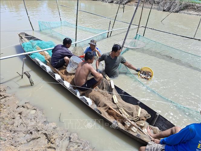 Thu hoạch cá heo nước ngọt trong mùa lũ ở xã tân Mỹ, huyện Thanh Bình (Đồng Tháp). Ảnh: Nguyễn Văn Trí – TTXVN