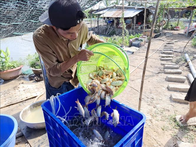Thu hoạch cá heo nước ngọt trong mùa lũ tại xã Tân Mỹ, huyện Thanh Bình (Đồng Tháp). Ảnh: Nguyễn Văn Trí – TTXVN