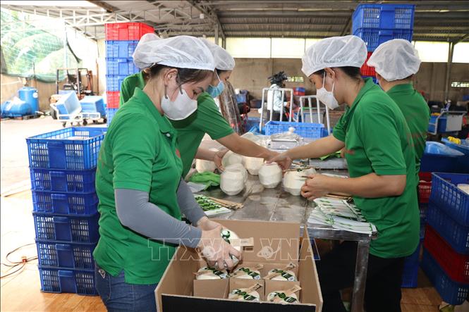 Packaging fresh coconuts for export at the Mekong Fruit Co. Ltd in Chau Thanh district. VNA Photo: Công Trí
