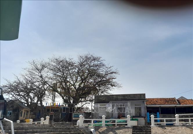 Cầu cảng để vào Bích Đầm với đình làng uy nghiêm cùng dấu ấn cây bàng di sản. Ảnh: Phan Sáu -TTXVN