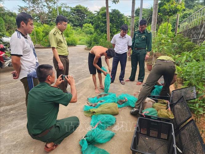 Số tang vật trên có tổng trọng lượng 33,5 kg trong đó có 10 cá thể khỉ đã chết, 7 cá thể còn sống nhưng sức khỏe yếu. Số tang vật trên được đựng trong 04 sọt nhựa màu đen. Tại thời điểm xảy ra vụ việc đối tượng N.M.P không có hồ sơ lâm sản hợp pháp đối với số tang vật nói trên.Ảnh: BQL VQGCĐ-TTXVN phát