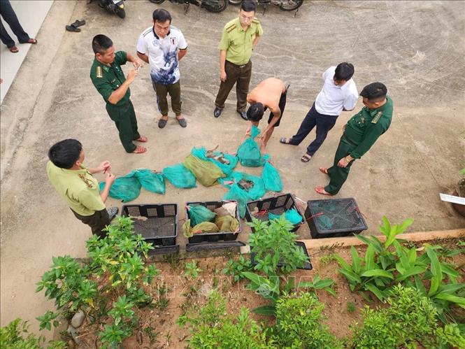 Qua kiểm tra tại hiện trường, trạm Kiểm lâm Bến Đầm và các đơn vị phối hợp xác định có 17 cá thể Khỉ đuôi dài (Macaca fascicularis) là loài động vật thuộc Danh mục thực vật rừng, động vật rừng nguy cấp, quý, hiếm Nhóm IIB được ban hành kèm theo Nghị định số 06/2019/NĐ-CP ngày 22/01/2019 của Chính phủ về quản lý thực vật rừng, động vật rừng nguy cấp quý, hiếm và thực thi Công ước về buôn bán quốc tế các loài động vật, thực vật hoang dã nguy cấp (được sửa đổi, bổ sung bởi Nghị định số 84/2021/NĐ-CP Chính phủ). Ảnh: BQL VQGCĐ-TTXVN phát 