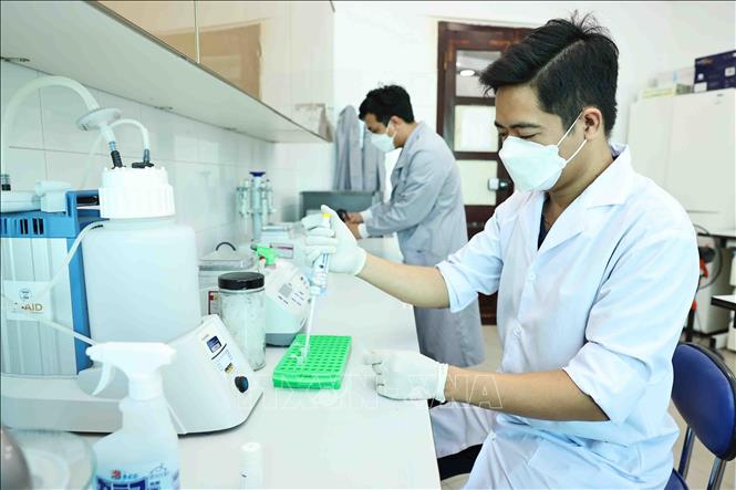 Tiến sĩ Sinh học Nguyễn Hữu Tiền thao tác các phác đồ trong phòng nghiên cứu tuyến trùng học của Viện Hàn lâm. Ảnh: Minh Đức – TTXVN