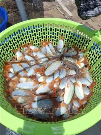 Redtail botia in Dong Thap province. VNA Photo: Nguyễn Văn Trí