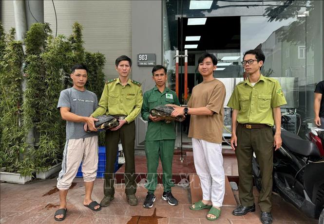 The turtles are handed over to the centre. VNA/Photo by courtesy