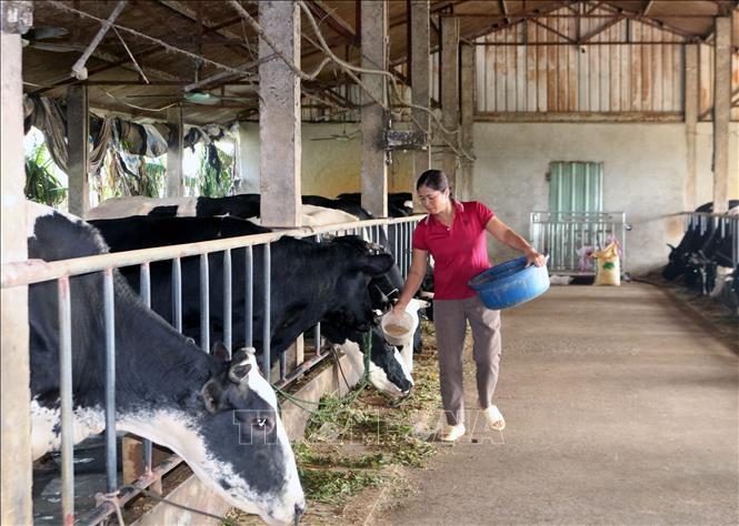 Chị Nguyễn Thị Bảy, xã Mộc Bắc, thị xã Duy Tiên bổ sung thêm các loại thuốc bổ để tăng sức đề kháng cho đàn bò sữa. Ảnh: Nguyễn Chinh - TTXVN