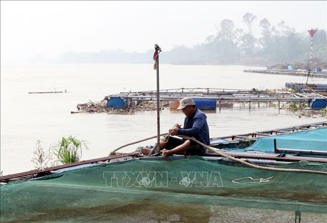 Người nuôi cá lồng trên sông Hồng tại xã Chuyên Ngoại, thị xã Duy Tiên sửa chữa, gia cố lại lồng bè để khôi phục sản xuất sau bão lũ. Ảnh: Nguyễn Chinh - TTXVN