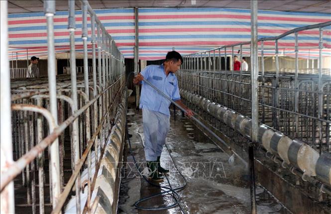Người chăn nuôi lợn tại xã Mộc Bắc, thị xã Duy Tiên vệ sinh, khử trùng chuồng trại để tái đàn sau bão lũ. Ảnh: Nguyễn Chinh - TTXVN 