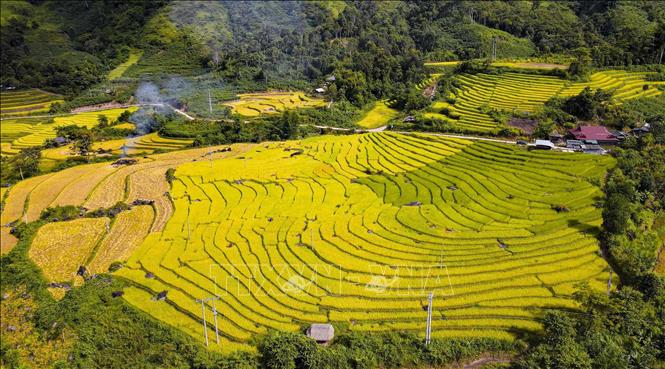 Lúa chín vàng tạo nên bức tranh rực rỡ sắc màu trên cánh đồng Huổi Thanh. Ảnh: Xuân Tư - TTXVN