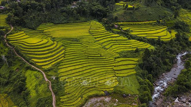 Những thửa ruộng bậc thang níu chân nhau kéo dài trên sườn đồi. Ảnh: Xuân Tư - TTXVN