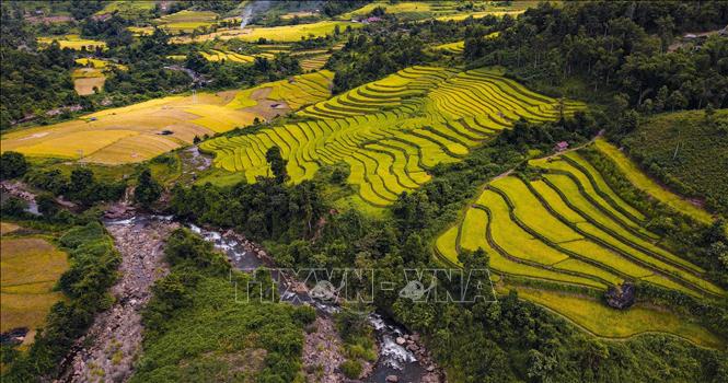 Vẻ đẹp của cánh đồng lúa Huổi Thanh. Ảnh: Xuân Tư - TTXVN