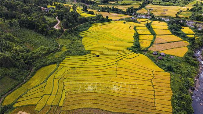 Cánh đồng Huổi Thanh vào mùa lúa chín vàng. Ảnh: Xuân Tư - TTXVN