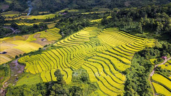 Những thửa ruộng bậc thang uốn lượn theo sườn đồi. Ảnh: Xuân Tư - TTXVN