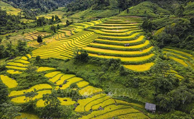 Những thửa ruộng bậc thang níu chân nhau trên những quả đồi. Ảnh: Xuân Tư - TTXVN