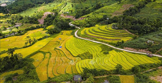 Những thửa ruộng bậc thang ở bản Huổi Thanh, xã Nậm Kè, huyện Mường Nhé. Ảnh: Xuân Tư - TTXVN