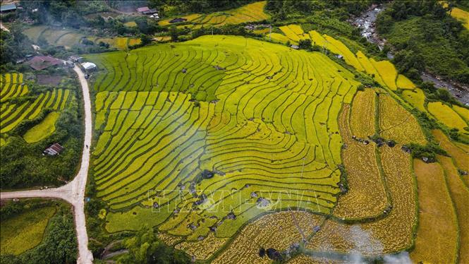 Cánh đồng bản Huổi Thanh nhìn từ trên cao như bức tranh đa sắc. Ảnh: Xuân Tư - TTXVN