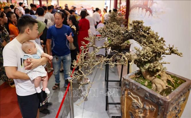 Nhiều tác phẩm được đánh giá là tuyệt tác, thể hiện tinh thần tôn vinh văn hóa đương đại, tiếp thu học hỏi, sớm đưa nền cây cảnh nghệ thuật Việt Nam nói chung và văn hóa nghệ thuật cây cảnh Hà Nội nói riêng tới đông đảo bạn bè quốc tế. Ảnh: Thanh Tùng - TTXVN 