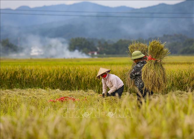 Farmers harvest on the golden Muong Thanh rice field. VNA Photo: Xuân Tư 