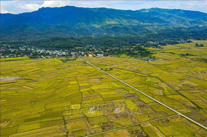 Muong Thanh rice field in Thanh An commune, Dien Bien district, Dien Bien province. VNA Photo: Xuân Tư 