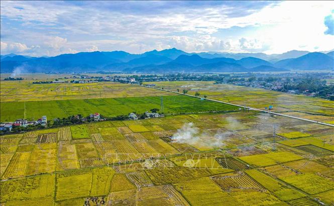 An aerial view of Muong Thanh rice field during harvest season. VNA Photo: Xuân Tư 