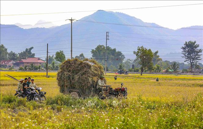 Farmers busy with harvest tasks on Muong Thanh rice field. VNA Photo: Xuân Tư 