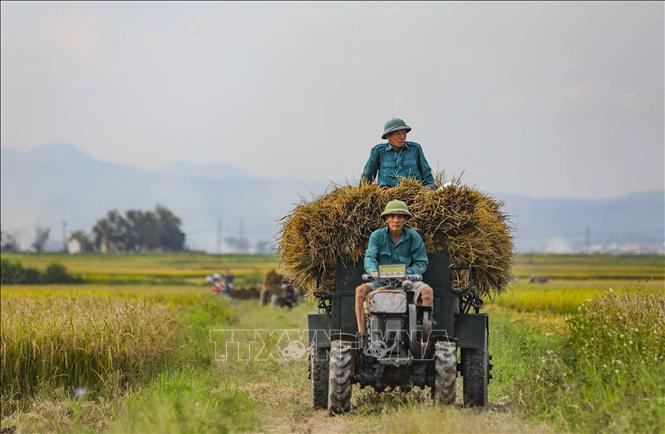 Farmers harvest summer-autumn rice crop on Muong Thanh rice field. VNA Photo: Xuân Tư 