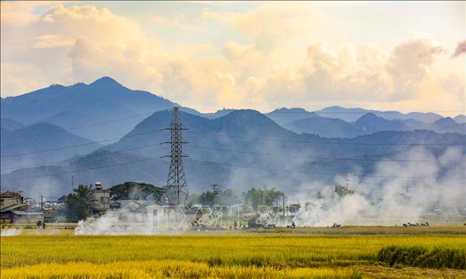 A poetic scene of Muong Thanh rice field during harvest season. VNA Photo: Xuân Tư 