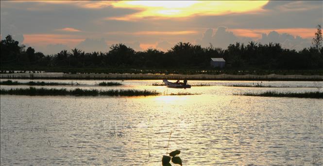 Mực nước trong nội đồng ở Hậu Giang đang lên nhanh. Ảnh: Nguyễn Hằng - TTXVN