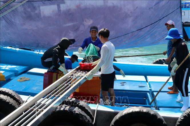 Vận chuyển cá từ khoang thuyền lên bờ tại cảng cá Mỹ Tân ở xã Thanh Hải (huyện Ninh Hải, Ninh Thuận). Ảnh: Nguyễn Thành – TTXVN