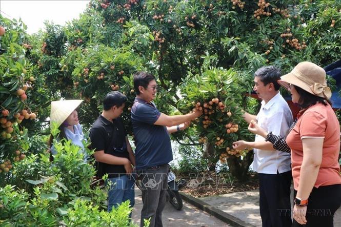 Doanh nhân Việt Nam ngày càng khẳng định vai trò, đóng góp quan trọng đối với nền kinh tế đất nước. Trong ảnh: Doanh nghiệp Singapore thăm một số vườn vải thiều tại vùng nguyên liệu ở xã Thanh Xá, huyện Thanh Hà (Hải Dương). Ảnh: Mạnh Minh- TTXVN