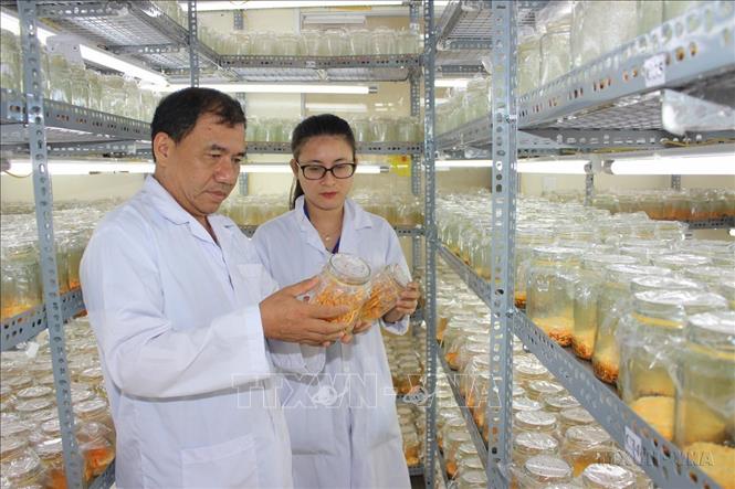 Doanh nhân, cựu chiến binh Khương Văn Thuấn sau khi về hưu đã nghiên cứu, học hỏi để nuôi cấy và sản xuất đông trùng hạ thảo bằng công nghệ sinh học để rồi “khởi nghiệp” với Công ty TNHH Công nghệ sinh học TVT (TP.Hồ Chí Minh). Ảnh: Tiến Lực - TTXVN