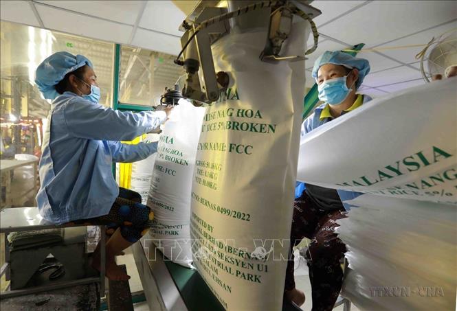 Doanh nghiệp Việt góp phần thúc đẩy phát triển kinh tế - xã hội và nâng cao tiềm lực, uy tín và vị thế quốc tế của đất nước. Trong ảnh: Công ty TNHH gạo Vinh Phát (An Giang), doanh nghiệp tiên phong đầu tư dây chuyền chế biến gạo hiện đại, đạt tiêu chuẩn chất lượng FSSC 22.000, HALAL và HVNCLC đủ điều kiện xuất khẩu vào các thị trường lớn. Ảnh: Vũ Sinh - TTXVN