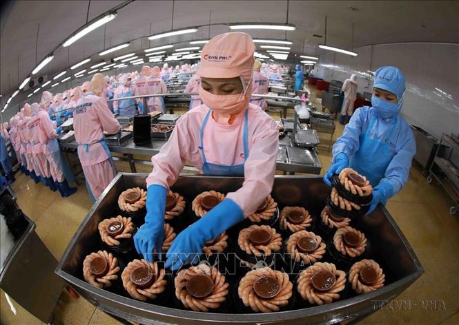 Xuất khẩu thủy sản trong 6 tháng đầu năm 2024 đem về trên 4,4 tỷ USD, tăng gần 7% so với cùng kỳ năm 2023. Đây là kết quả đáng khích lệ và ghi nhận sự đóng góp của doanh nghiệp Việt trên con đường phục hồi và phát triển của ngành. Ảnh: Vũ Sinh - TTXVN